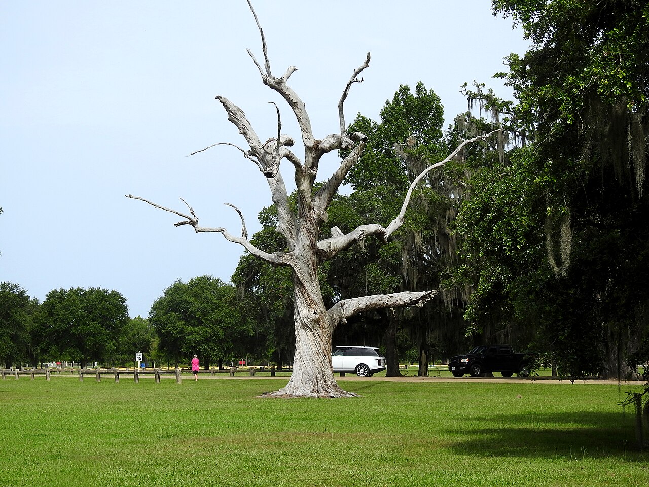 Open green lawn shaded by live oaks draped in Spanish moss at Fontainebleau State Park in St. Tammany Parish