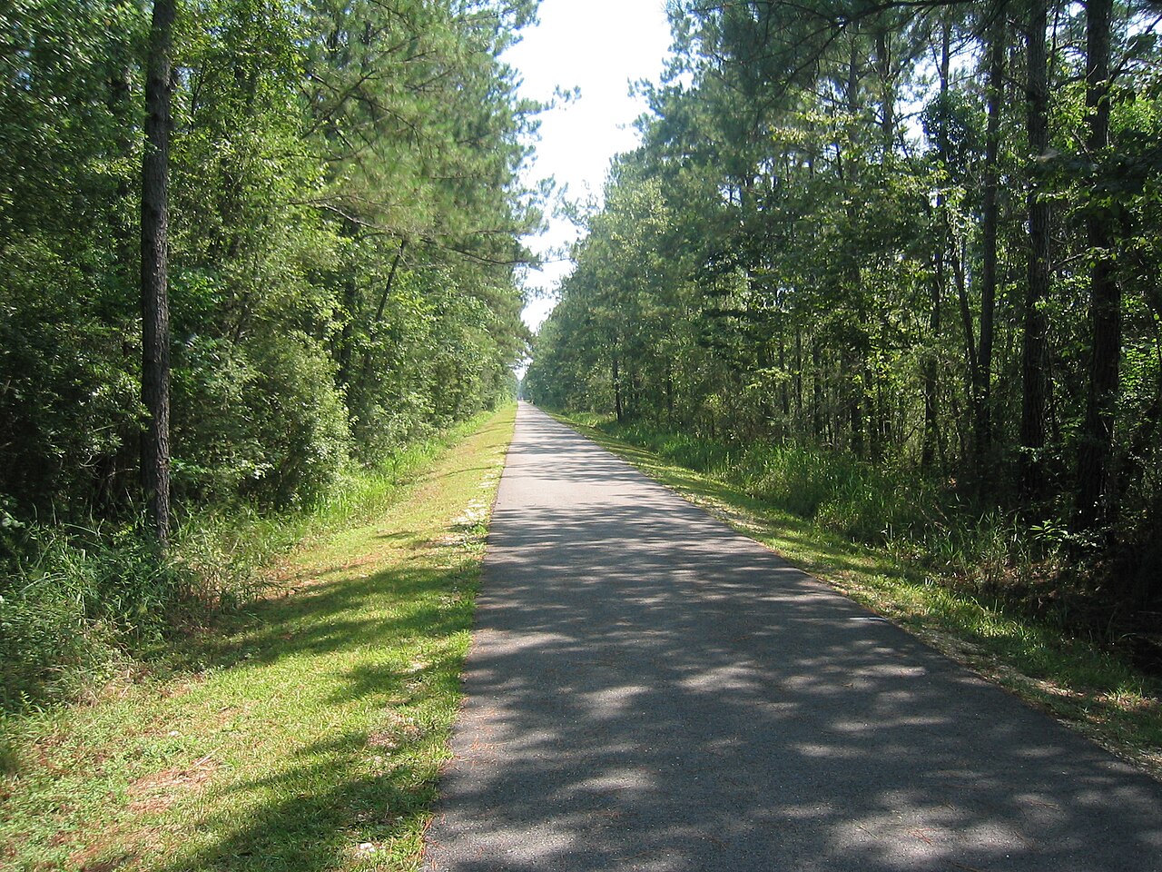 A paved section of the Tammany Trace rails-to-trails path running through Louisiana pine woods